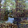 Waldsee